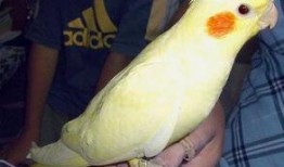 玄凤鹦鹉最新爆料,最新爆料揭示其神秘生活面纱